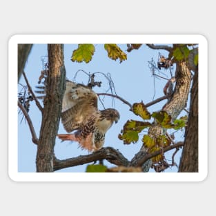 Red Tailed Hawk alighting in tree Sticker